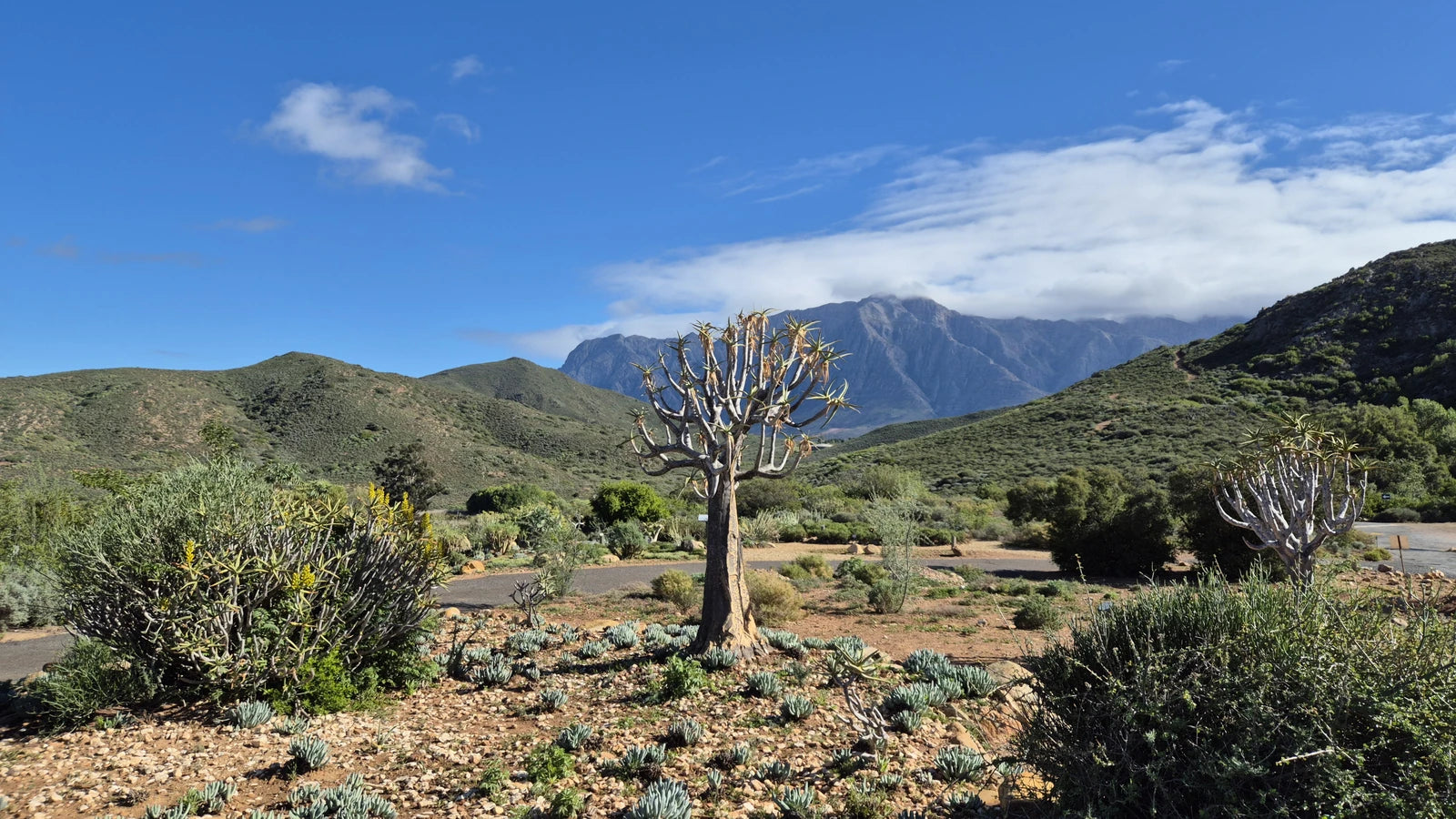 Karoo Desert National Botanical Garden, Worcester South Africa