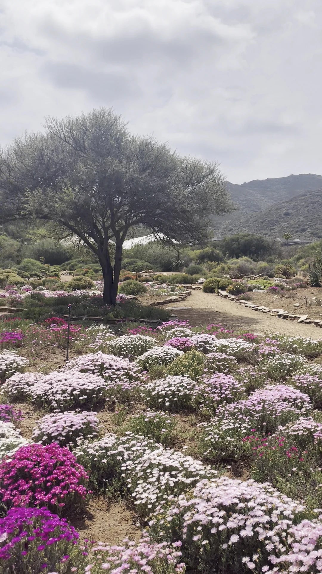 Karoo Desert National Botanical Garden, Worcester South Africa