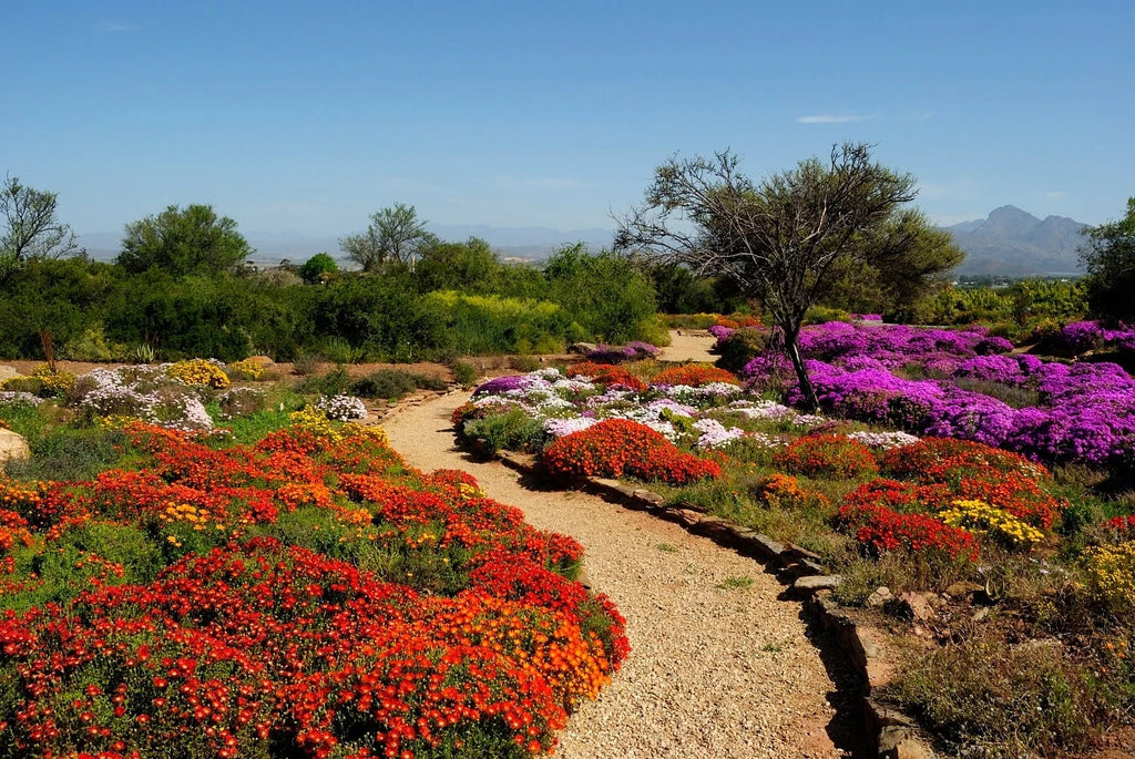 Karoo Desert National Botanical Garden, Worcester South Africa
