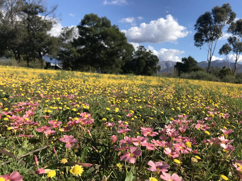 Karoo Desert National Botanical Garden, Worcester South Africa