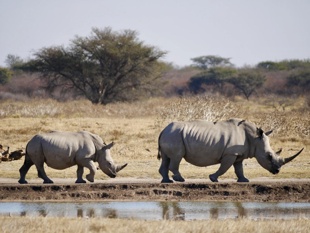 Khama Rhino Sanctuary, Paje Botswana