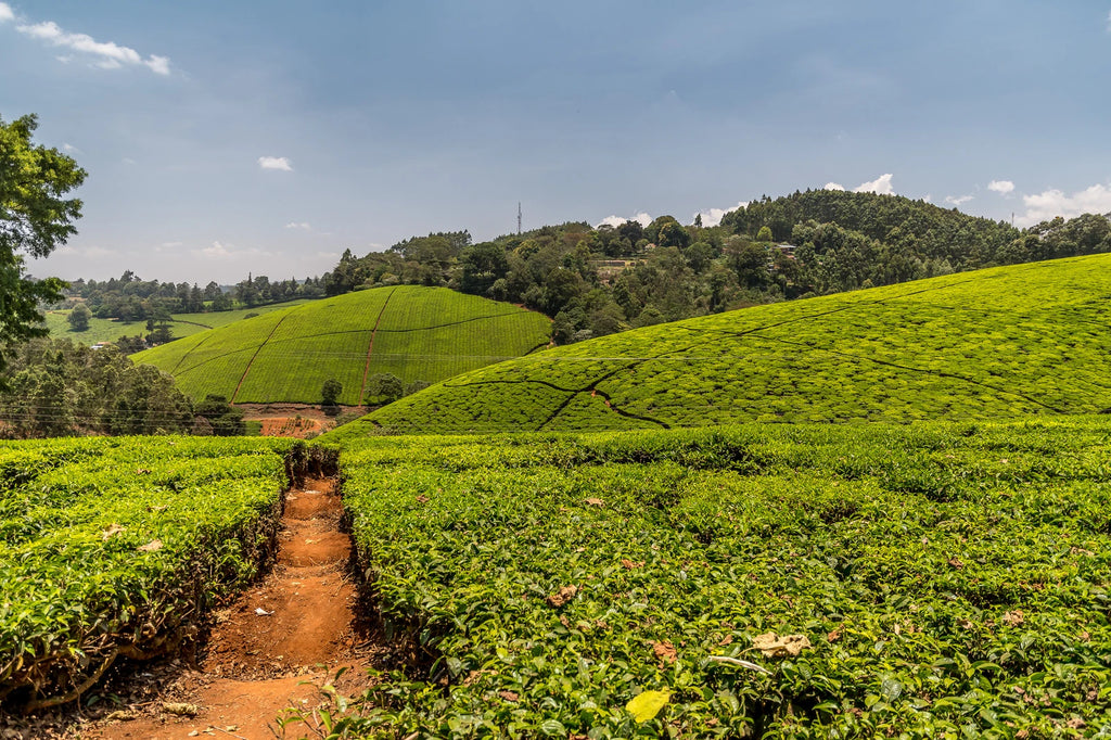 Kiambethu Tea Farm, Limuru Town. Kenya
