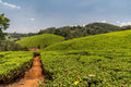 Kiambethu Tea Farm, Limuru Town. Kenya