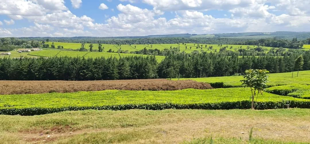 Kiambethu Tea Farm, Limuru Town. Kenya