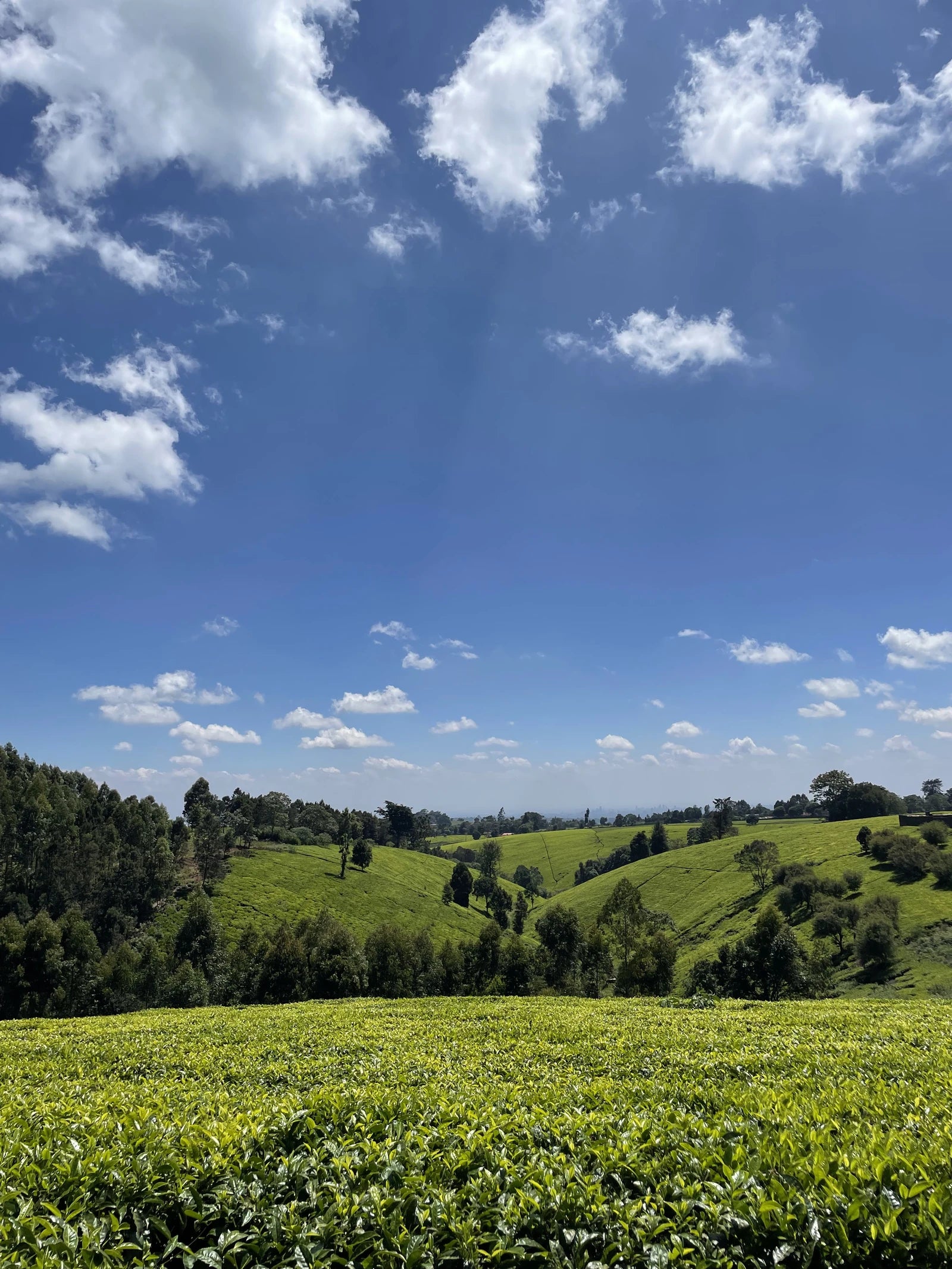 Kiambethu Tea Farm, Limuru Town. Kenya