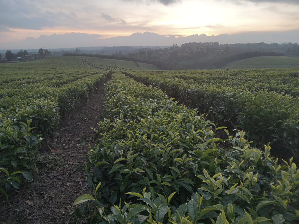 Kiambethu Tea Farm, Limuru Town. Kenya