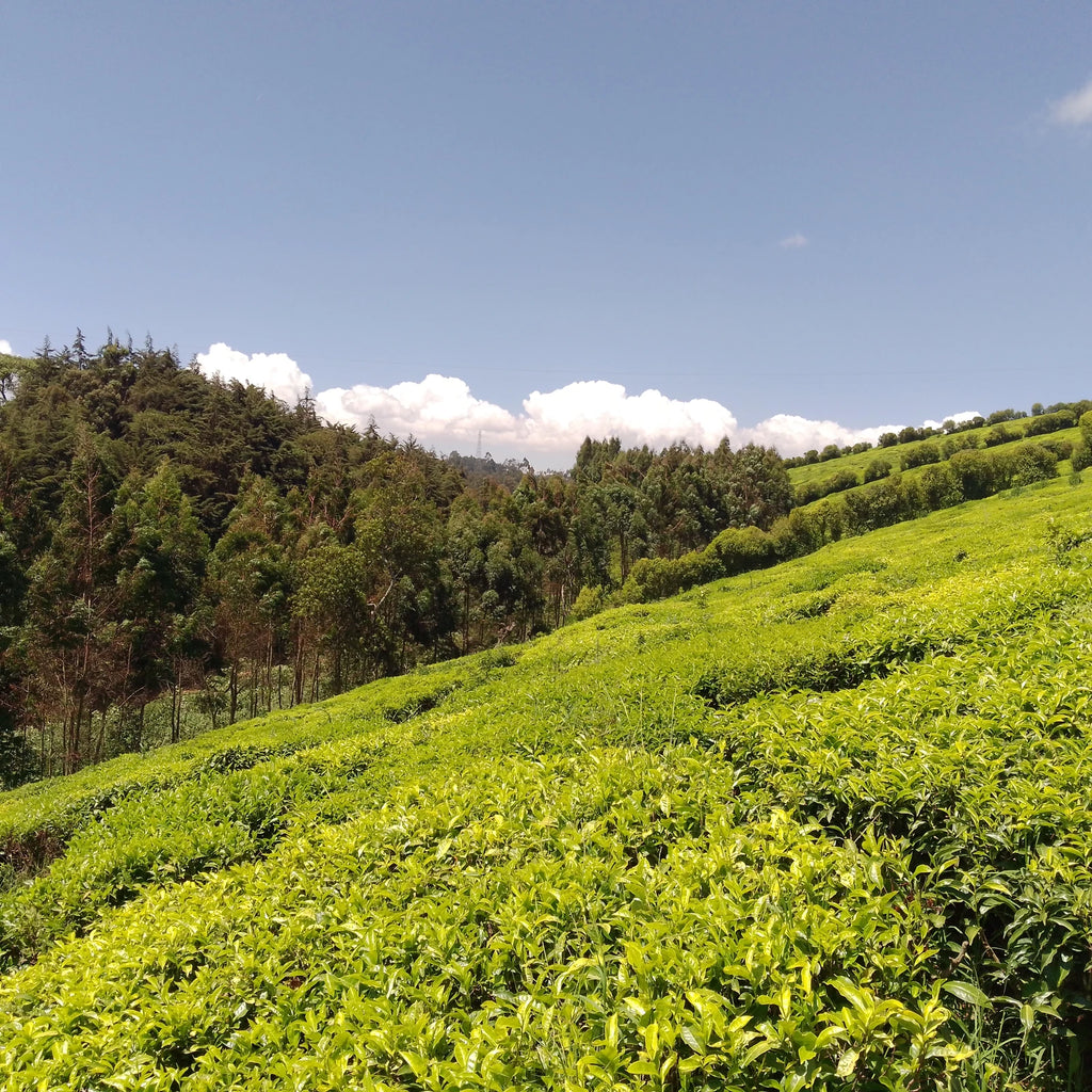 Kiambethu Tea Farm, Limuru Town. Kenya