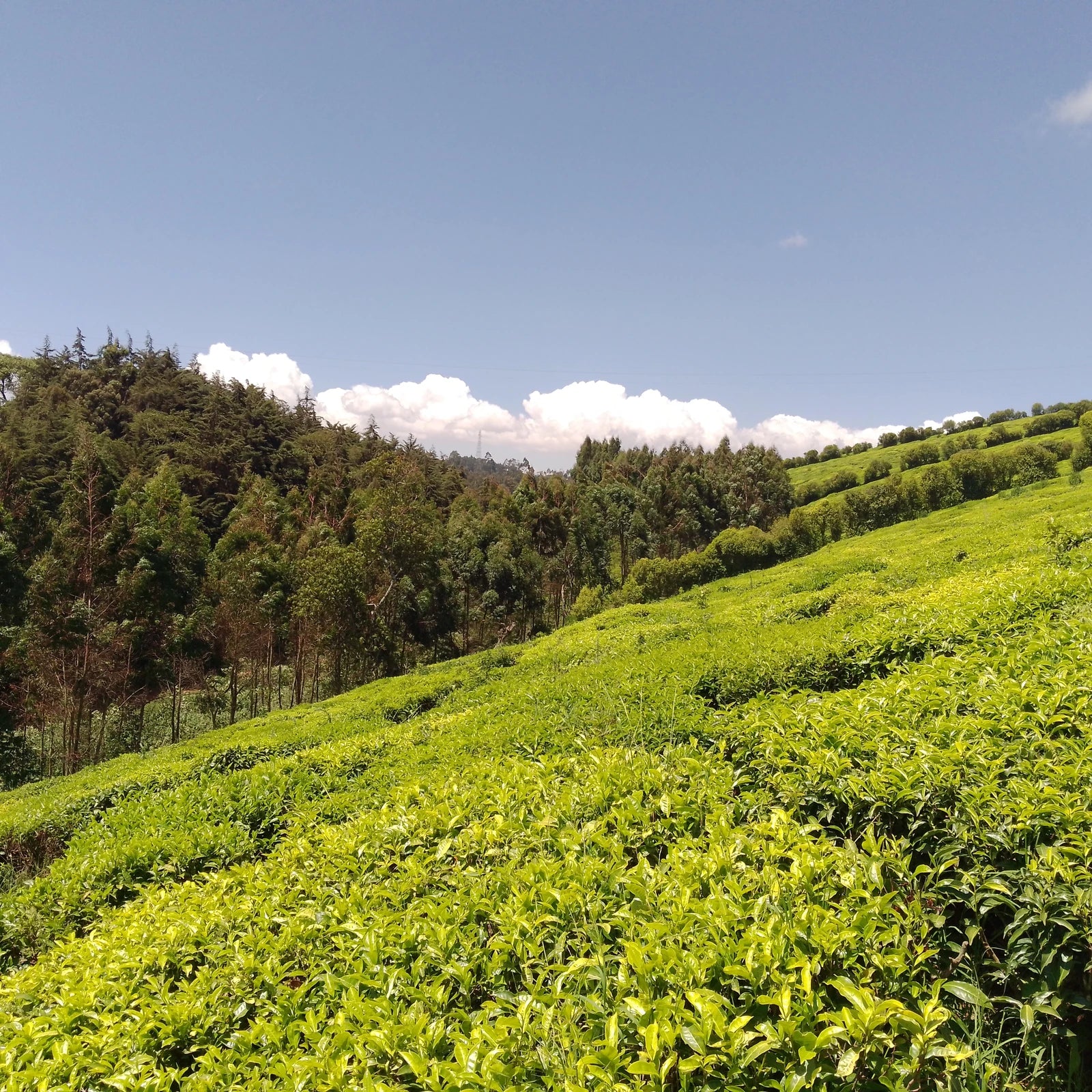 Kiambethu Tea Farm, Limuru Town. Kenya
