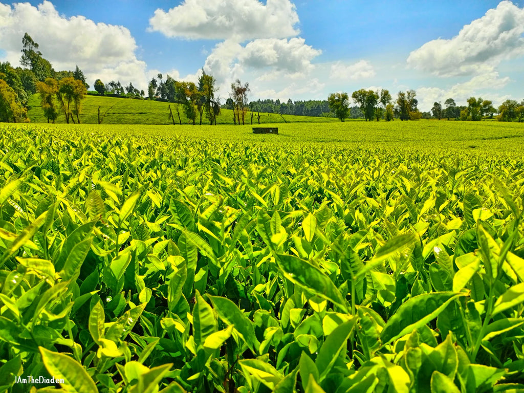 Kiambethu Tea Farm, Limuru Town. Kenya