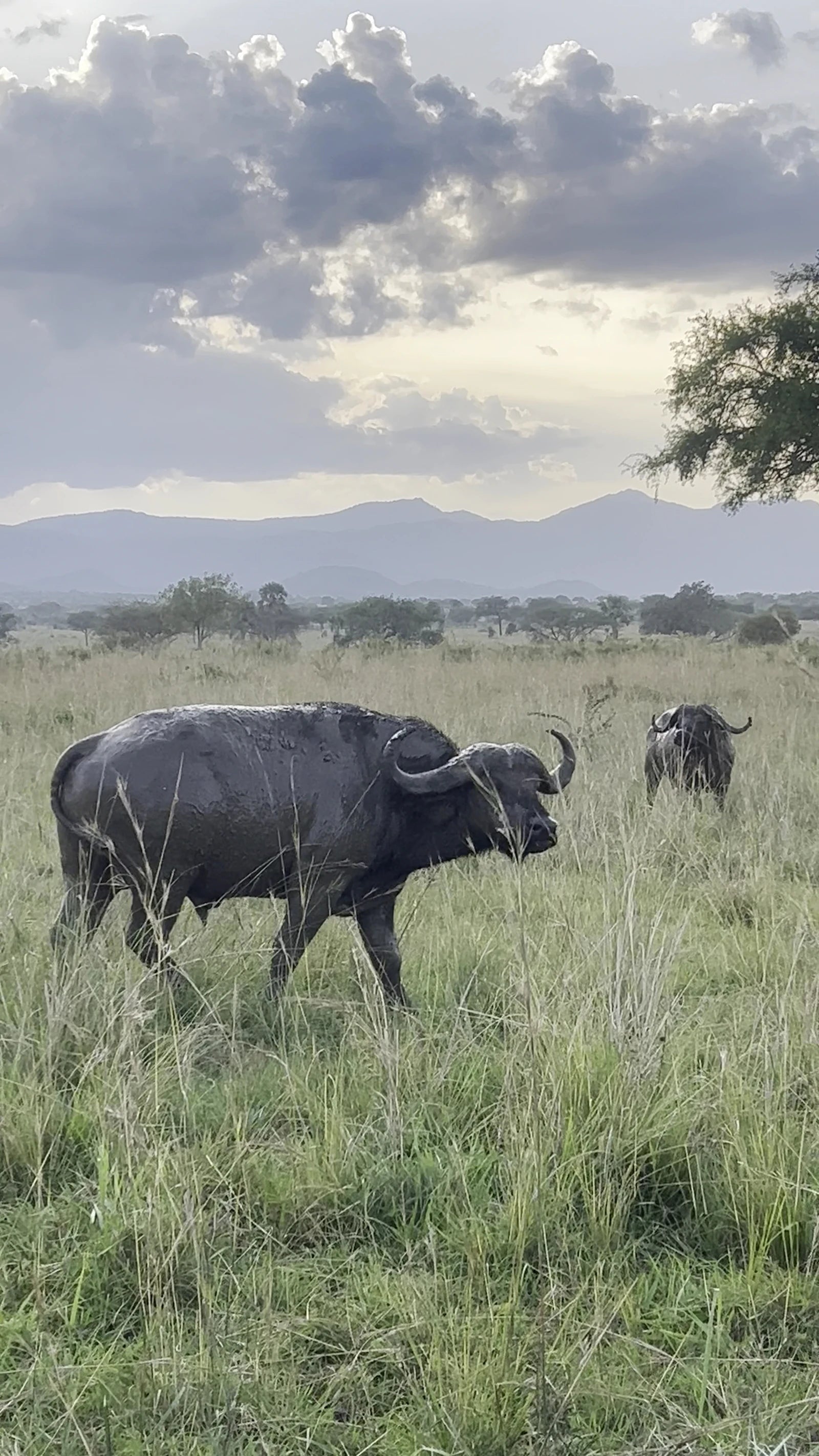 Kidepo National Park Uganda,  Uganda
