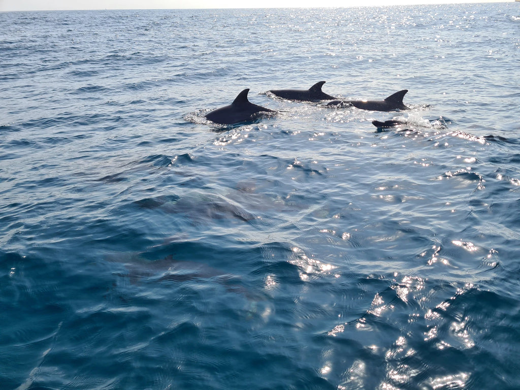 Kisite-Mpunguti Marine National Park,  Kenya