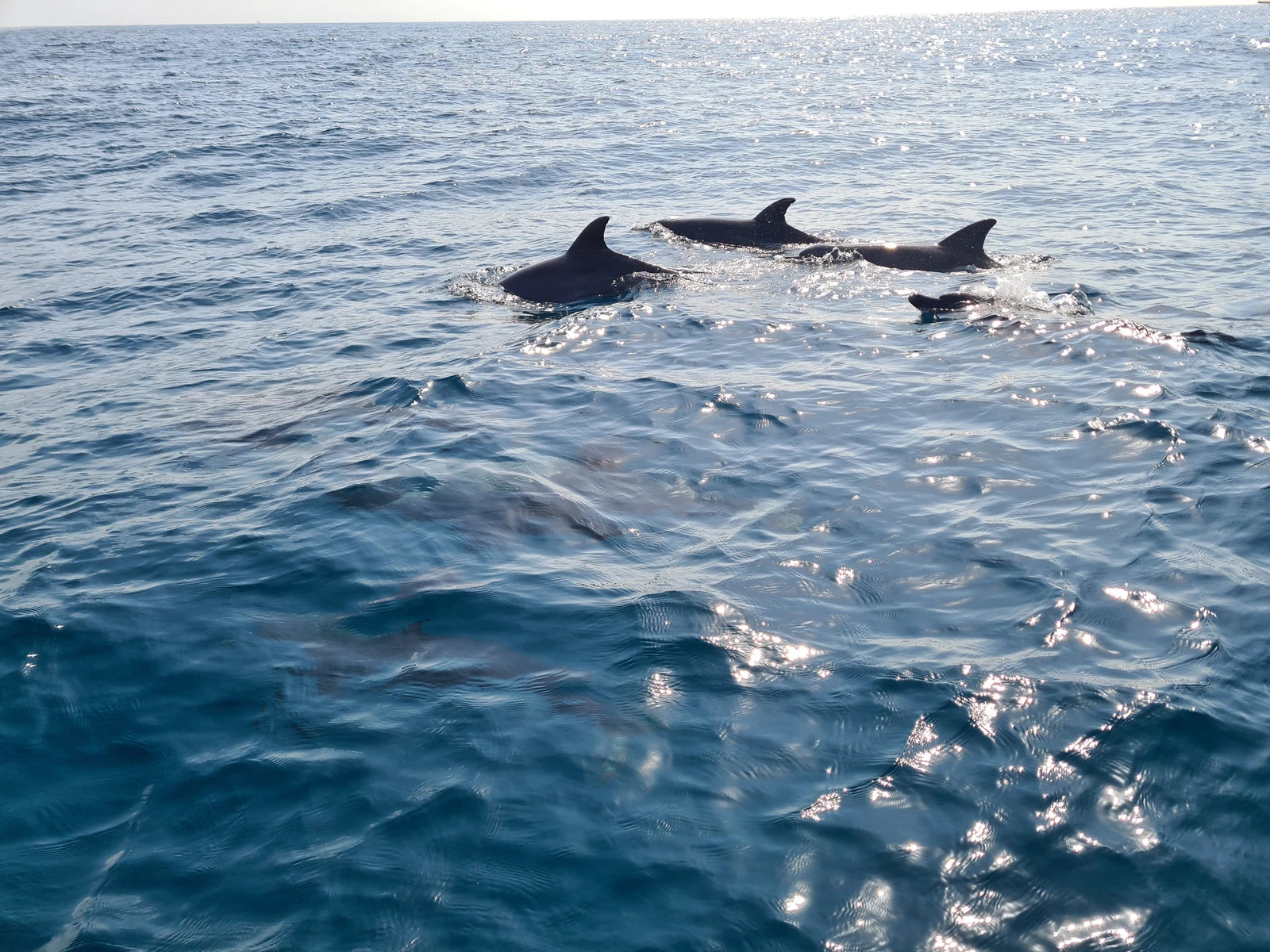 Kisite-Mpunguti Marine National Park,  Kenya