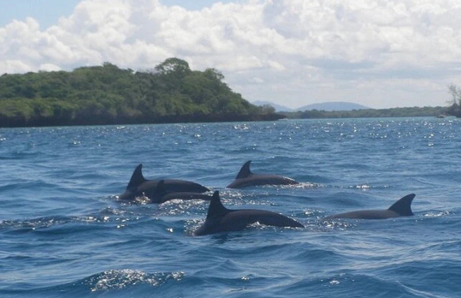 Kisite-Mpunguti Marine National Park,  Kenya