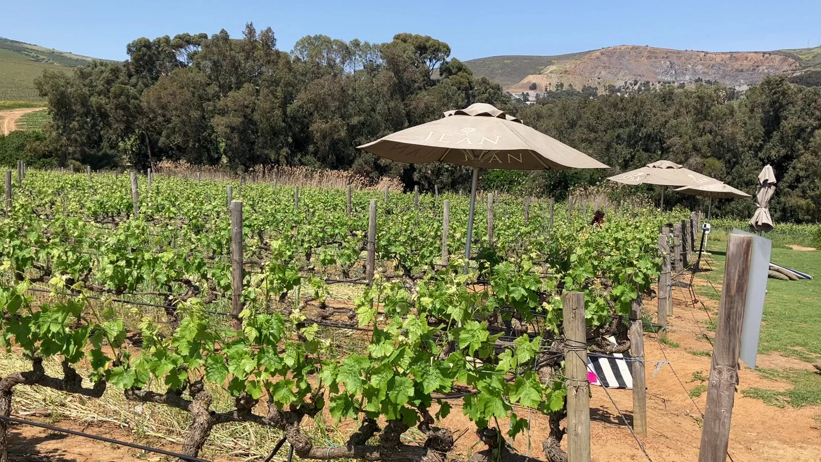 Klein Roosboom Boutique Winery, Cape Town South Africa