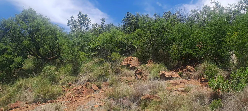 Klipriviersberg Municipal Nature Reserve, Johannesburg South South Africa