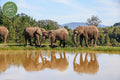 Knysna Elephant Park, Plettenberg Bay South Africa
