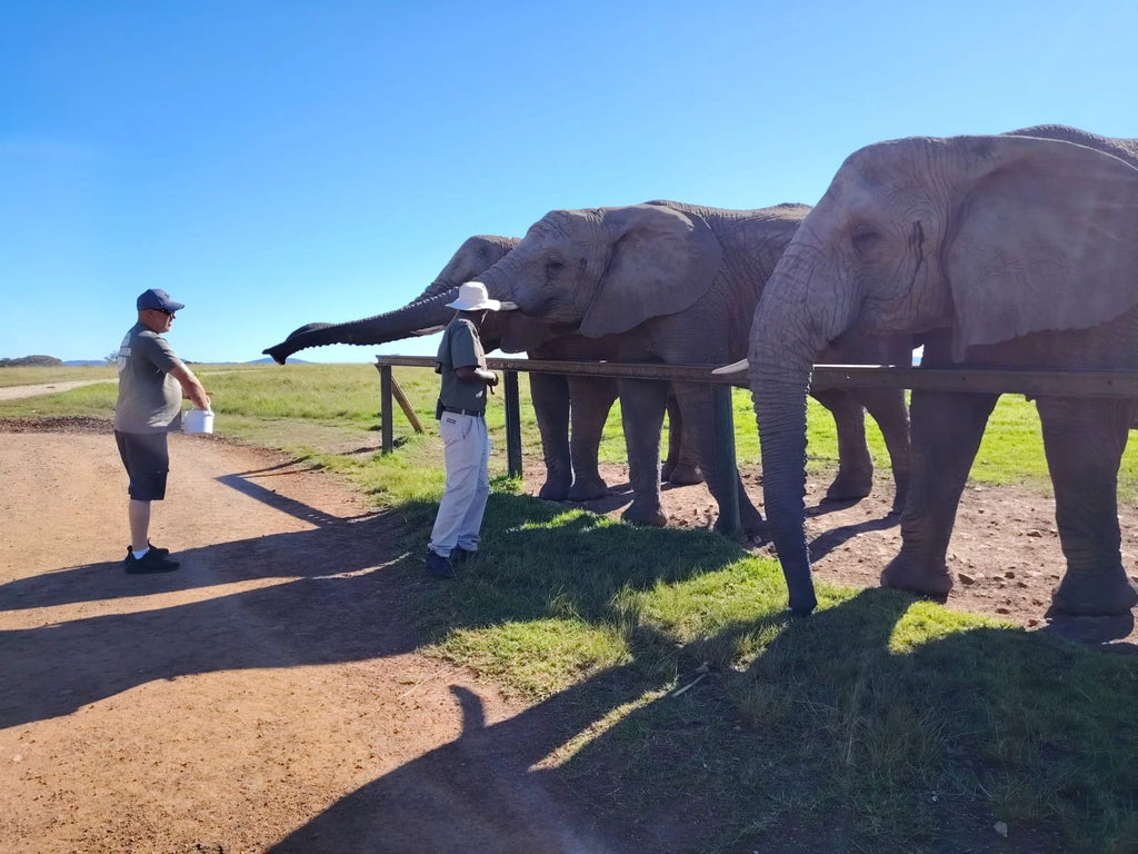 Knysna Elephant Park, Plettenberg Bay South Africa