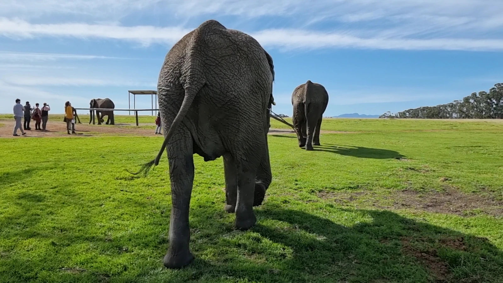 Knysna Elephant Park, Plettenberg Bay South Africa