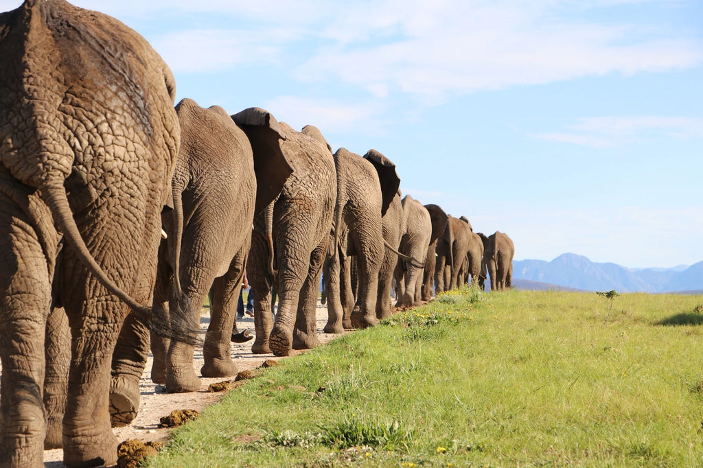 Knysna Elephant Park, Plettenberg Bay South Africa