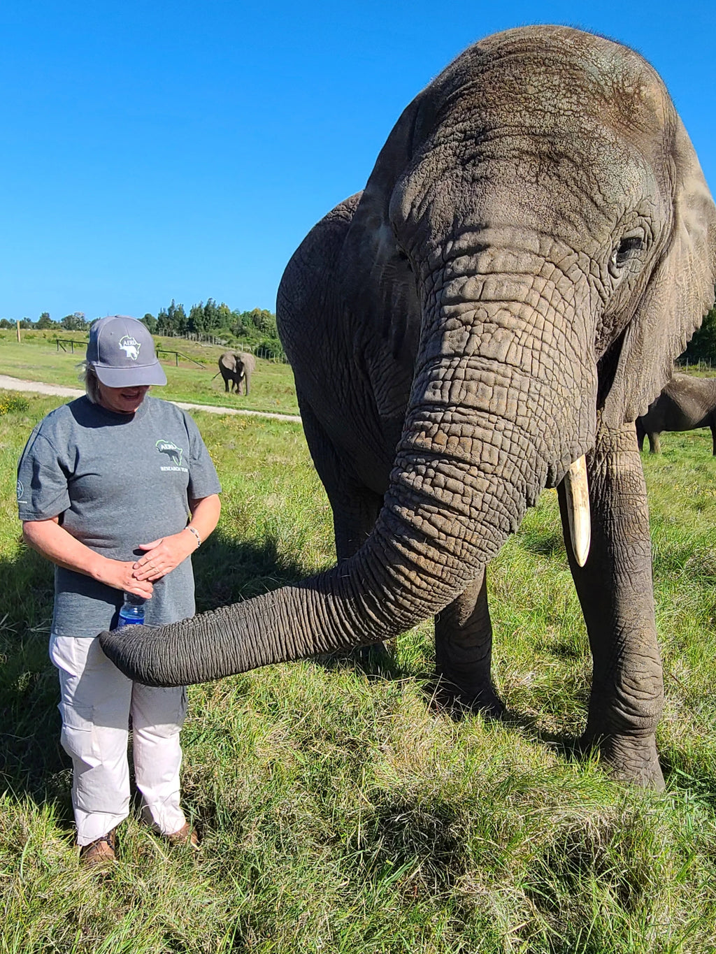 Knysna Elephant Park, Plettenberg Bay South Africa