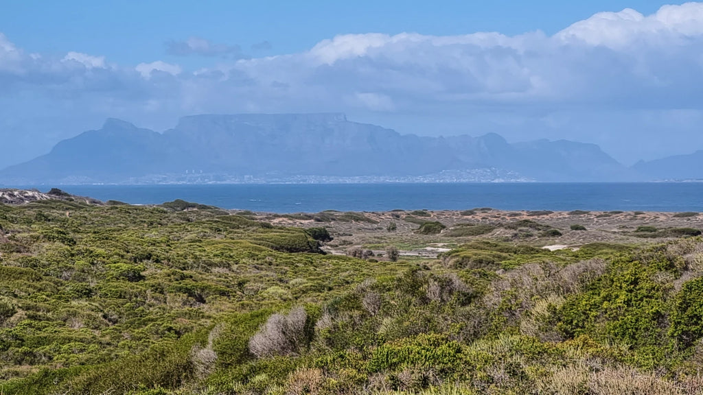 Koeberg Nature Reserve, Cape Town South Africa