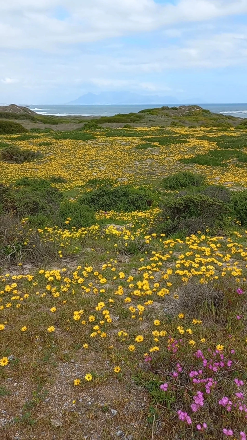 Koeberg Nature Reserve, Cape Town South Africa