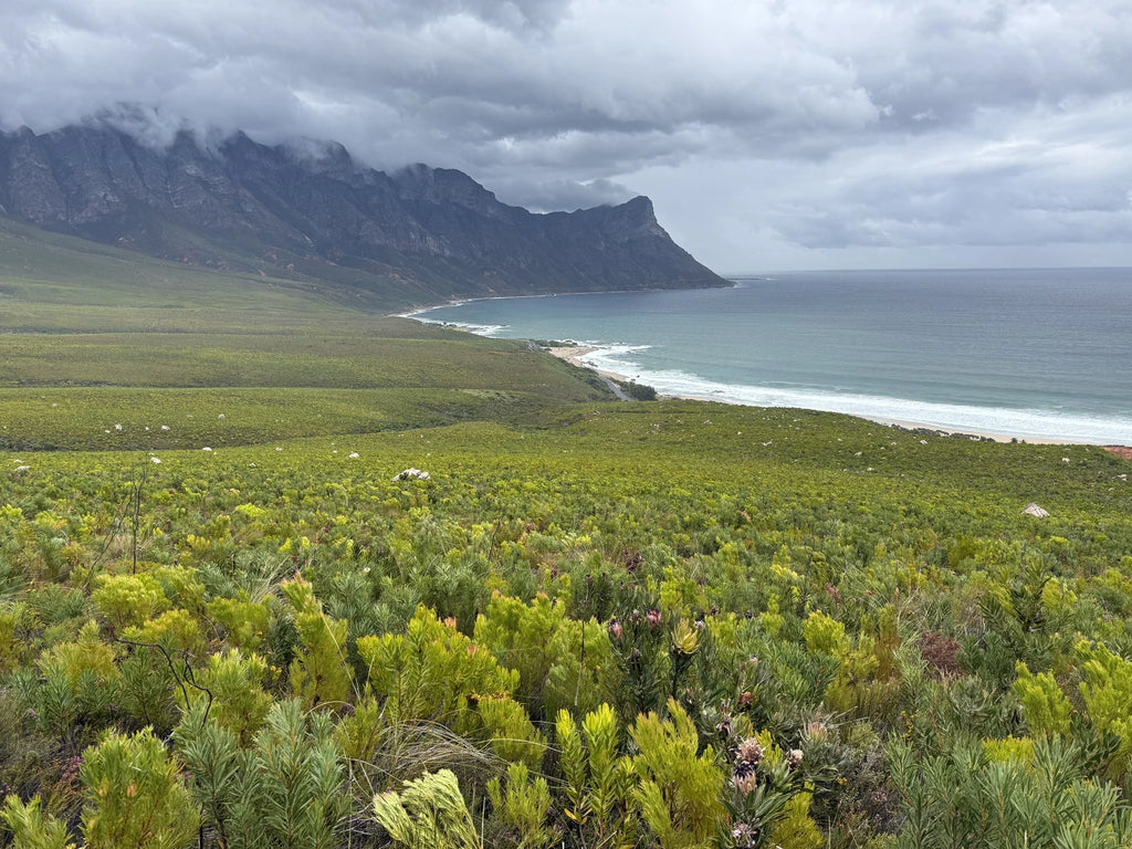 Kogelberg Nature Reserve, Betty's Bay South Africa