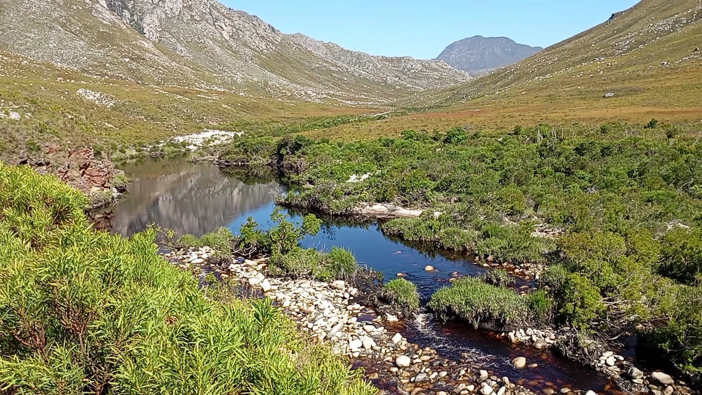 Kogelberg Nature Reserve, Betty's Bay South Africa