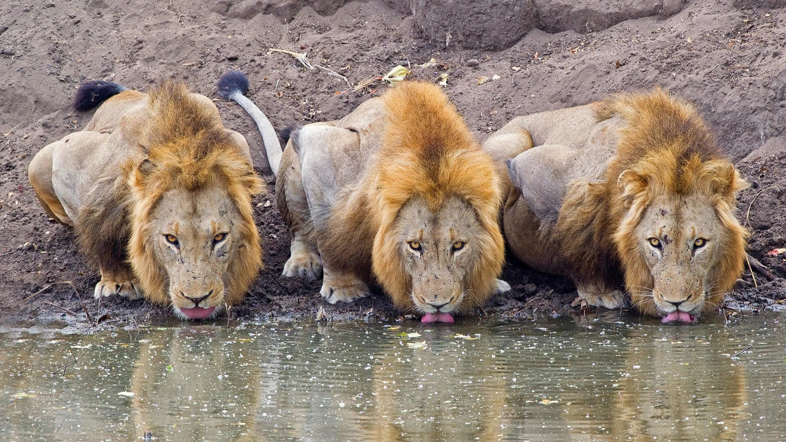 Kruger Park Safaris