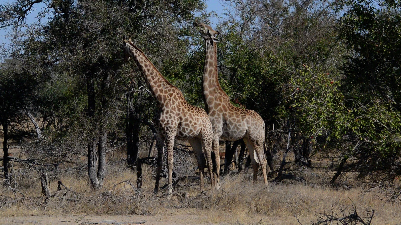 Kruger Park Safaris, Skukuza South Africa