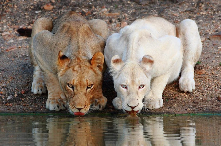 Kruger Park Safaris, Skukuza South Africa