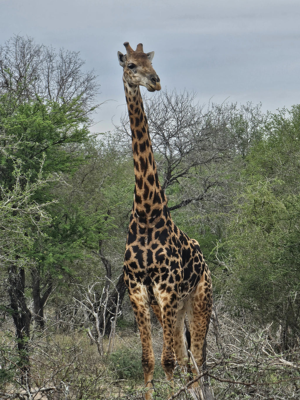 Kruger Park Safaris, Skukuza South Africa