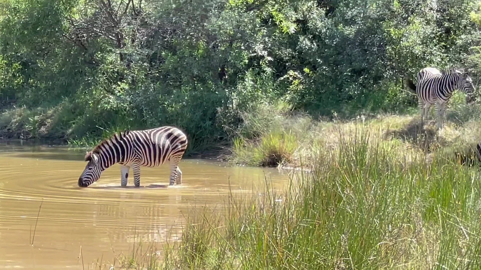 Kwalata Game Lodge in Dinokeng Game Reserve, 
Dinokeng Game Reserve Dinokeng Dinokeng Game Reserve South Africa
