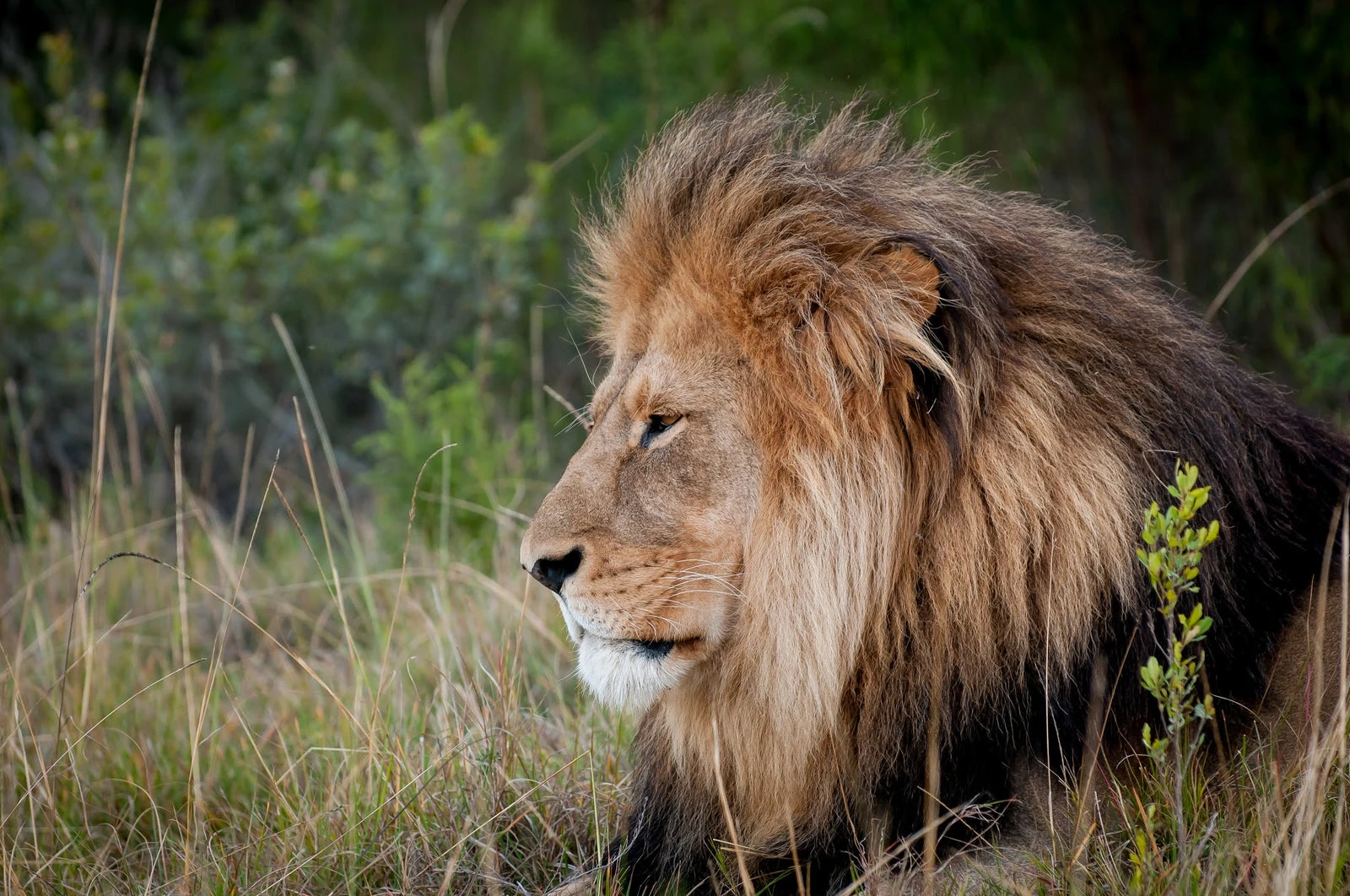 Kwantu Private Game Reserve, Sidbury South Africa
