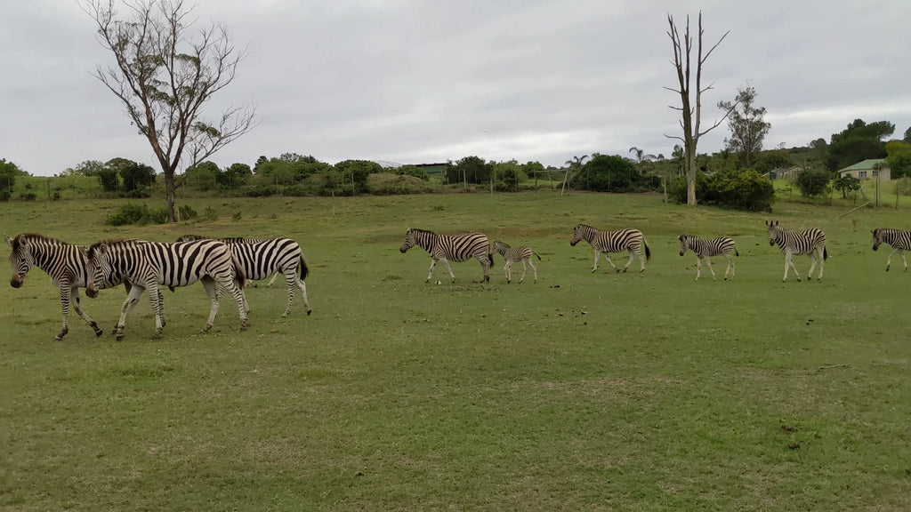 Kwantu Private Game Reserve, Sidbury South Africa