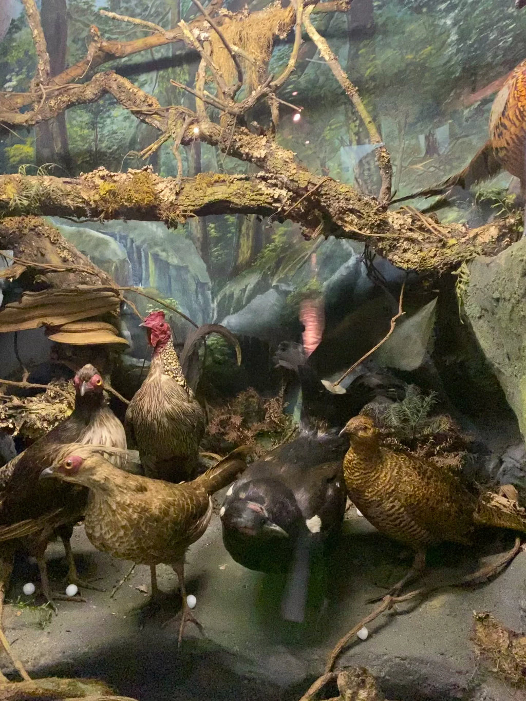 KwaZulu-Natal Museum, Pietermaritzburg South Africa