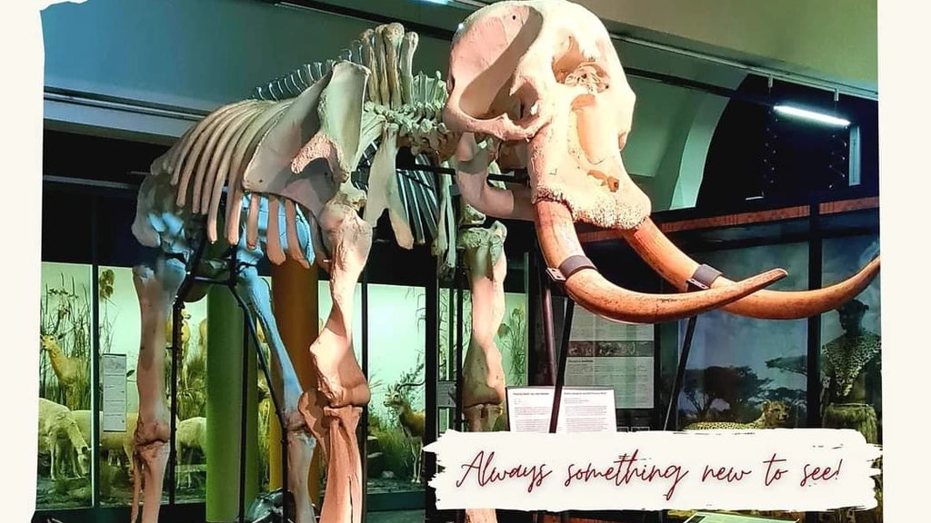 KwaZulu-Natal Museum, Pietermaritzburg South Africa