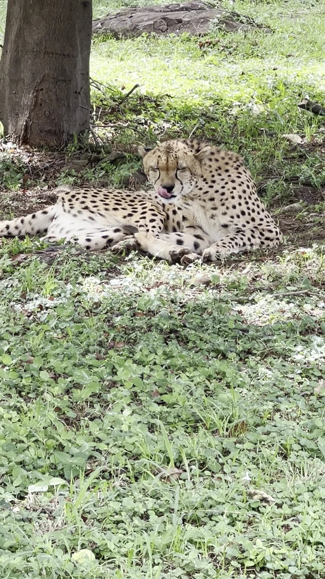 KWS-Kisumu Impala Sanctuary, Kisumu Kenya