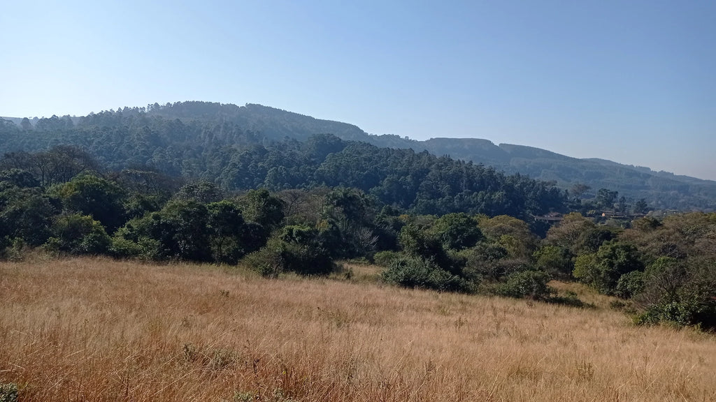KZN National Botanical Garden (PMB), Pietermaritzburg South Africa