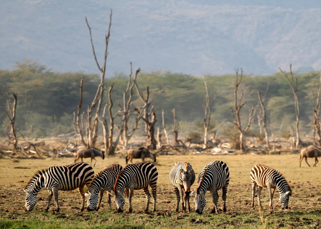 Lake Manyara National Park,  Tanzania