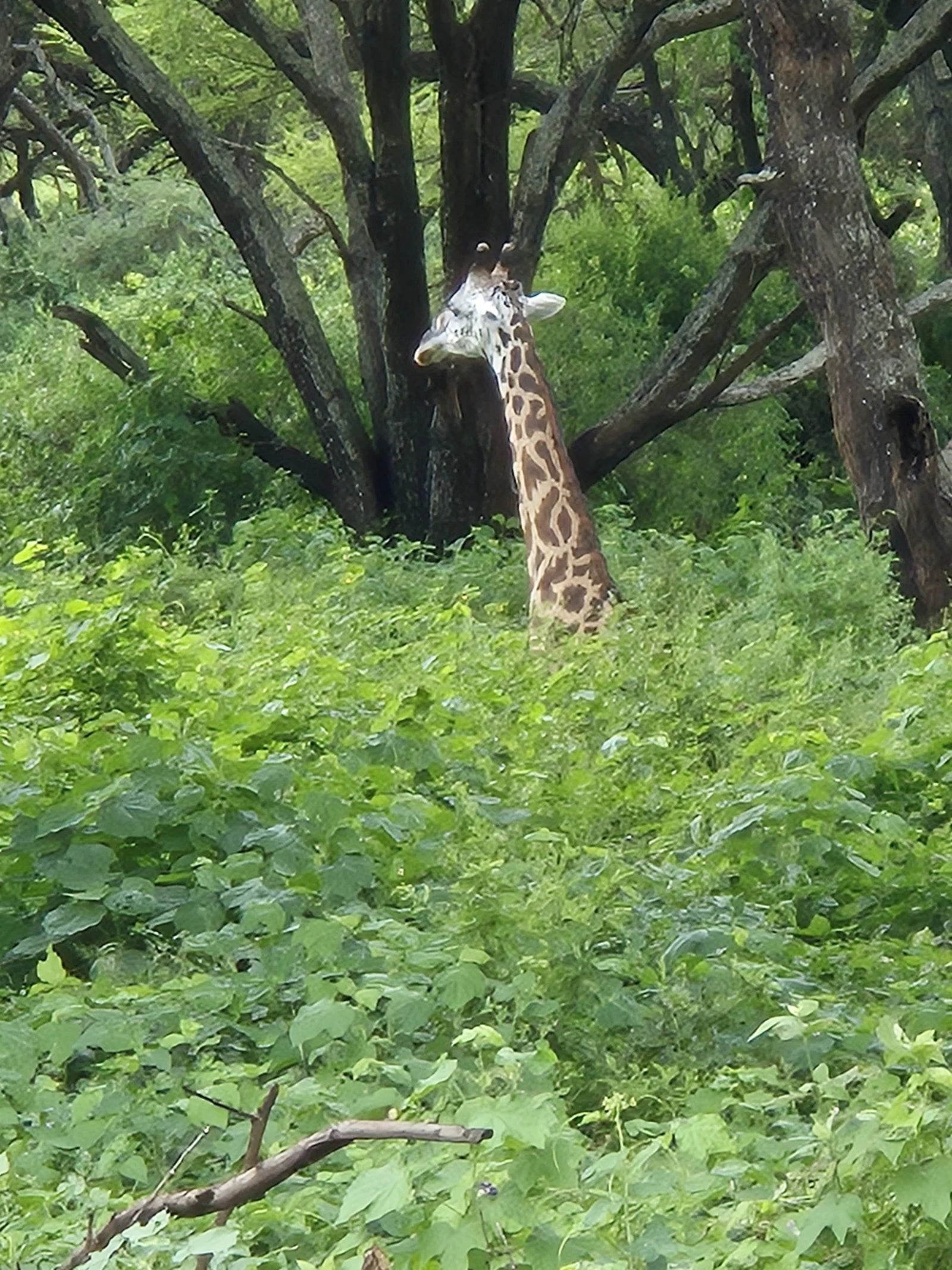 Lake Manyara National Park,  Tanzania