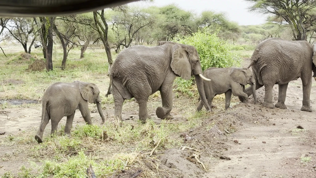 Lake Manyara National Park,  Tanzania