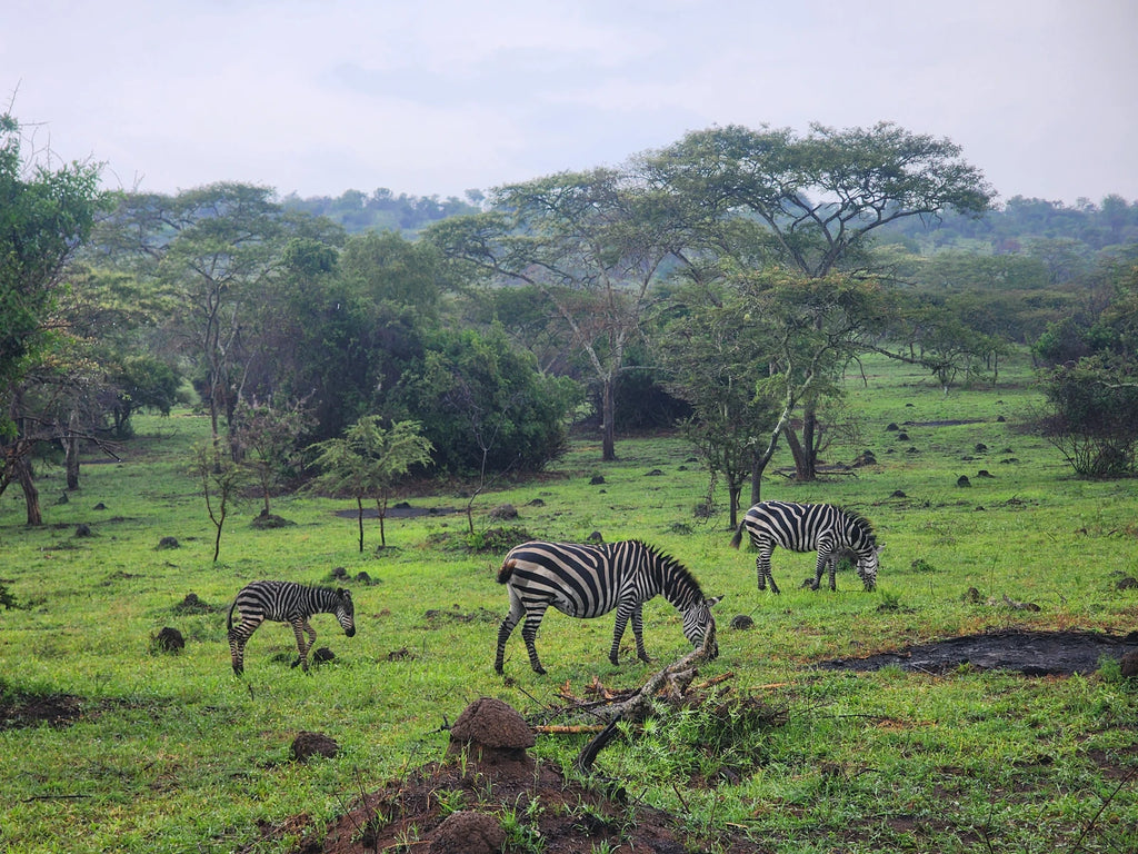 Lake Mburo National Park,  Uganda