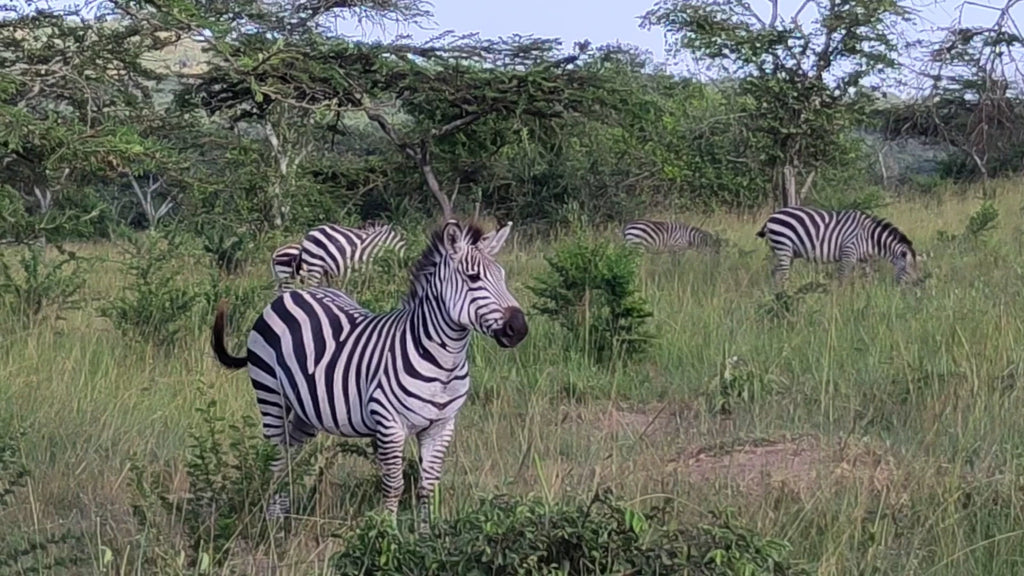 Lake Mburo National Park,  Uganda