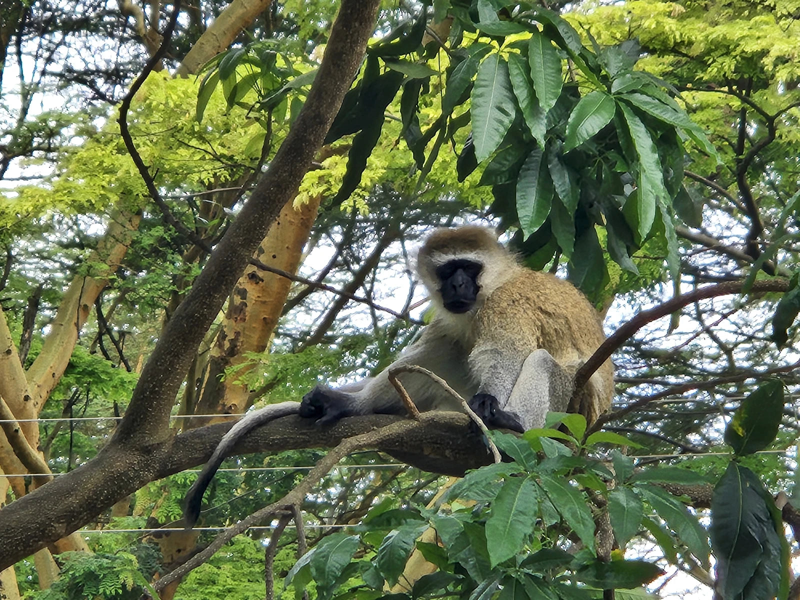 Lake Naivasha Crescent Camp, Karagita Kenya