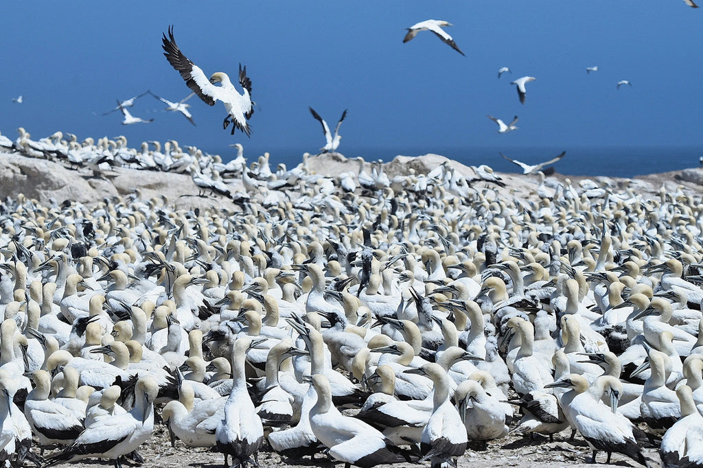 Lambert’s Bay Bird Island Nature Reserve, Lambert's Bay South Africa