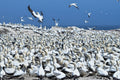 Lambert’s Bay Bird Island Nature Reserve, Lambert's Bay South Africa
