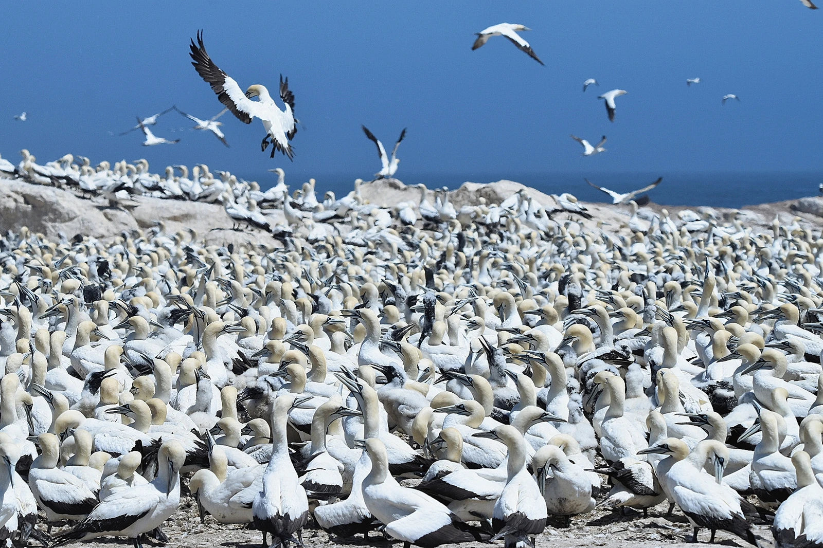 Lambert’s Bay Bird Island Nature Reserve, Lambert's Bay South Africa