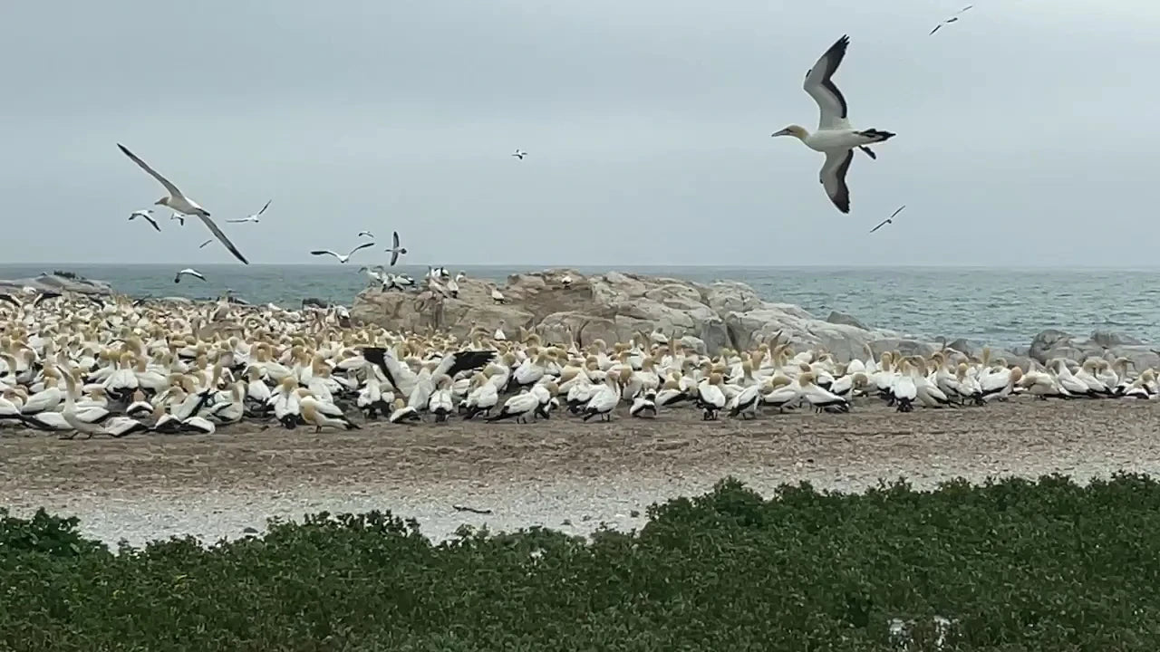 Lambert’s Bay Bird Island Nature Reserve, Lambert's Bay South Africa
