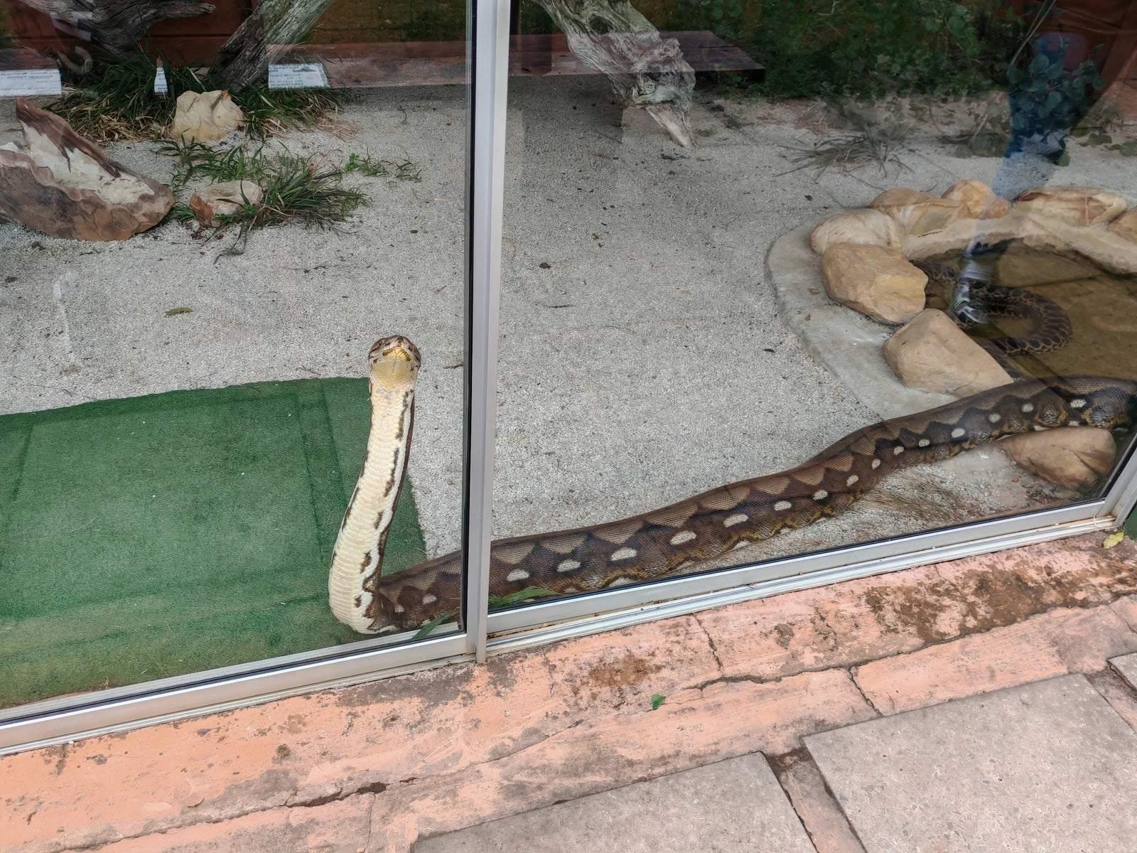 Lawnwood Snake Sanctuary, Plettenberg Bay South Africa